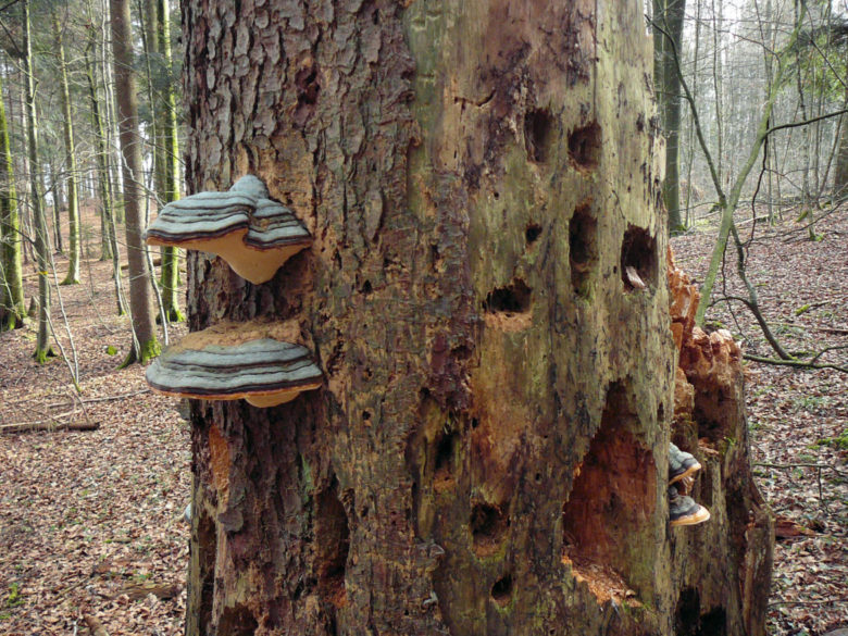 Waldbild, Baumstamm mit Pilzen