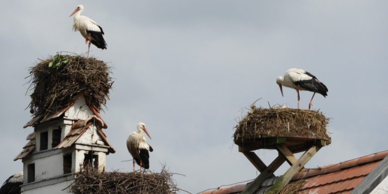 Das Bild zeigt drei Störche, die auf zwei separaten Nestern auf einem Gebäude positioniert sind. Die Störche sind weiß mit schwarzen Flügelfedern und haben lange, schlanke Beine und Schnäbel. Die Nester sind aus Zweigen und Ästen gebaut, und die Störche scheinen sich auszuruhen oder zu putzen.