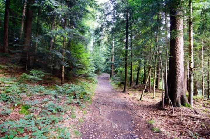 Ein schmaler, unbefestigter Waldweg führt leicht ansteigend durch einen dichten, grünen Mischwald; links und rechts stehen hohe Bäume, am Boden liegen Blätter, Zweige und etwas Unterholz.